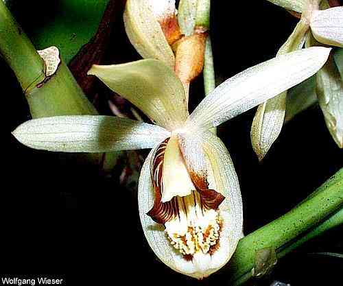 Coelogyne dayana
